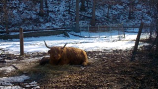 Visiting the Highland cattle in the High Park zoo.