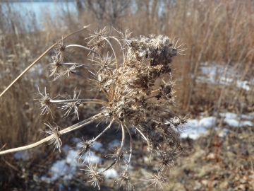 Queen Anne's Lace seeds