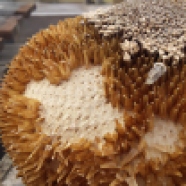 Sunflower seed head, with most fertilized seeds removed.