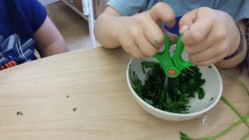 Making kale pesto - chopping with scissors.