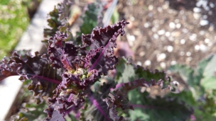Some of last year's rainbow dinosaur kale is staring to bloom (and hopefully go to seed).